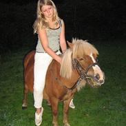 Shetlænder Overdrevet's labre sally