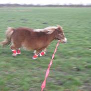 Shetlænder Overdrevet's labre sally