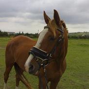 Anden særlig race Lucky