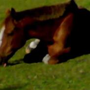 Anden særlig race Lucky