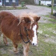 Shetlænder Overdrevet's labre sally