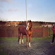 Anden særlig race Lucky