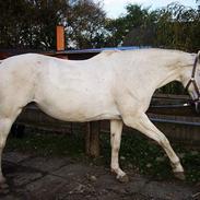 Dansk Varmblod Little Honda