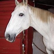 Dansk Varmblod Little Honda