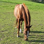 Anden særlig race Sunrise  Solgt