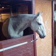 Dansk Varmblod Little Honda