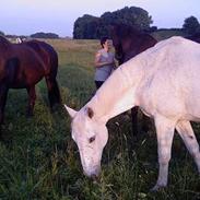 Dansk Varmblod Little Honda