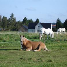 Haflinger RøgtergårdensWinner solgt