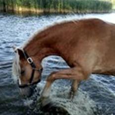 Haflinger RøgtergårdensWinner solgt