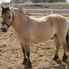 Fjordhest Nullen "Udlånt"