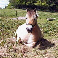 Fjordhest Nullen "Udlånt"