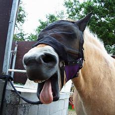 Fjordhest Nullen "Udlånt"