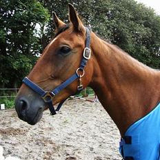 Anden særlig race Suki *Solgt*