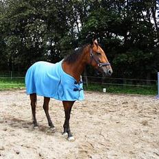 Anden særlig race Suki *Solgt*