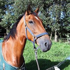 Anden særlig race Suki *Solgt*