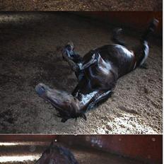 Anden særlig race Miss Shakur