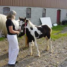 Tinker Brinkehøjens Hercules