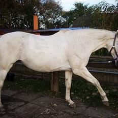 Dansk Varmblod Little Honda