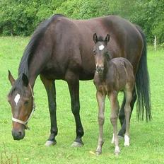 Trakehner MagicWunder - solgt