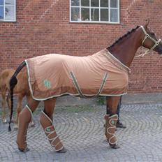Dansk Varmblod Lesir 