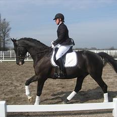 Dansk Varmblod Jalapeño Z