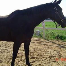 Oldenborg Patrik Bakke