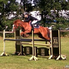 New Forest Reijnders Donna - Alfivet