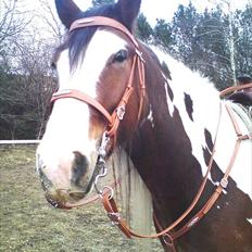 Irish Cob Holm´s Silas of Picasso