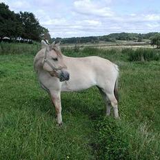 Fjordhest Tulle Skiveren