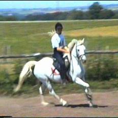 Welsh Mountain (sec A) Skrubbenborg Jamais