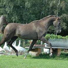 Arabisk fuldblod (OX) Godunow ox3823 *solgt*