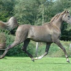 Arabisk fuldblod (OX) Godunow ox3823 *solgt*