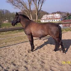 Oldenborg Black Beauty aflivet