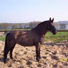 Oldenborg Black Beauty aflivet