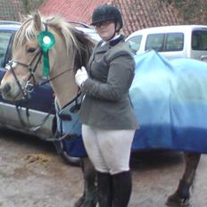 Anden særlig race  Richard Løvehjerte SOLGT