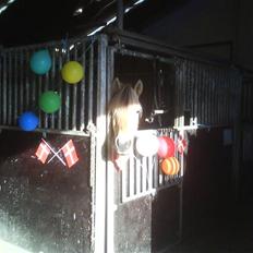 Anden særlig race  Richard Løvehjerte SOLGT