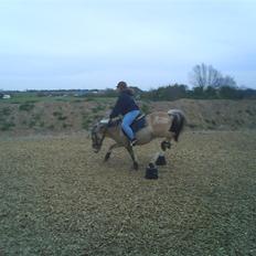 Anden særlig race  Richard Løvehjerte SOLGT