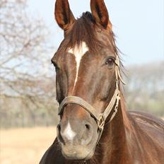 Svensk Varmblod Larkando Monet