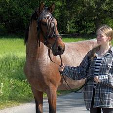 Anden særlig race Baltic Robin