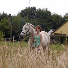 New Forest Prins Delight ~~solgt~~