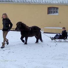 Shetlænder Jolly<3<3