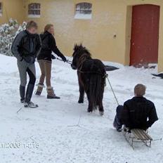 Shetlænder Jolly<3<3