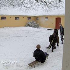 Shetlænder Jolly<3<3