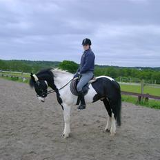 Irish Cob Athos 