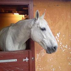 Dansk Varmblod Little Honda