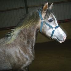 Arabisk fuldblod (OX) Easy . <3 miss u. (Solgt)