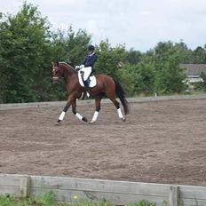 Dansk Varmblod Galliano