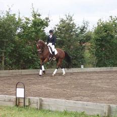 Dansk Varmblod Galliano