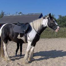 Irish Cob Silas :b 