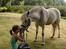 New Forest Prins Delight ~~solgt~~ - møz<33